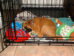 Boxer-pup-in-crate