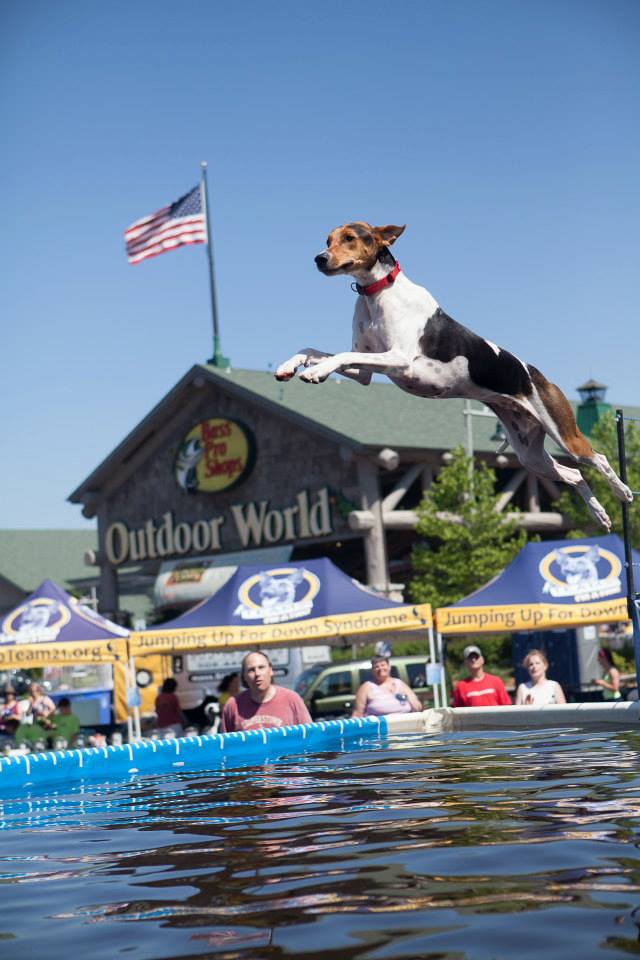 buitenaards wezen berekenen Perforeren Top Water Sports for Dogs - Gilberts Ville Vet