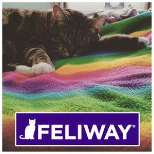 Feliway anxiety relief for cats