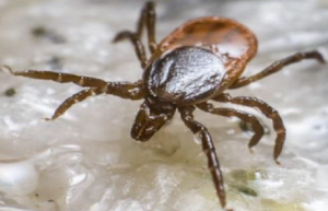 Common Tick from North Eastern United States