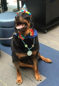 Bosco the happy therapy dog