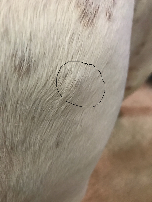 what are the bumps on my dogs skin