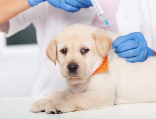 The High Cost of Skipping Your Pet’s Vaccinations