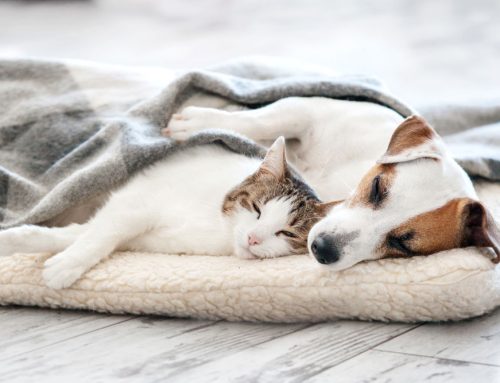 How Much Sleep Do Dogs and Cats Need daily?