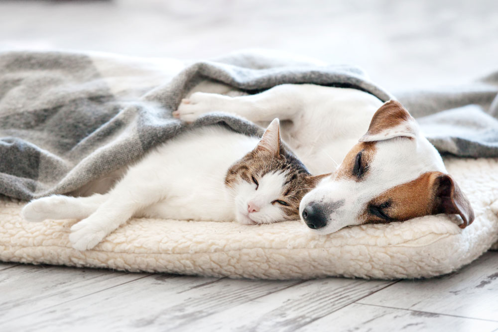 How Much Sleep Do Dogs And Cats Need Daily Gilbertsville Veterinary 