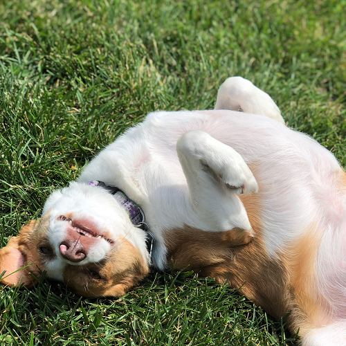 tan and white dog laying in grass