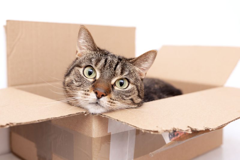 Why Do Cats Like Boxes? - Gilbertsville Veterinary Hospital