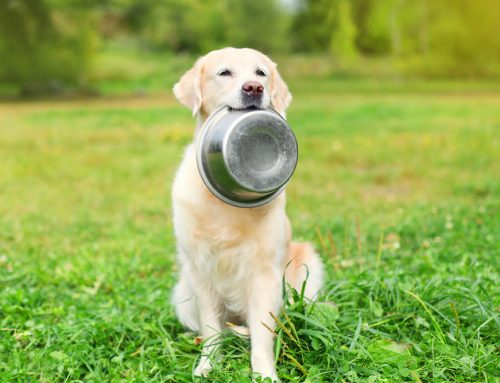 Boosting Canine Intelligence: The Best Interactive Dog Toys for Your Furry Friend