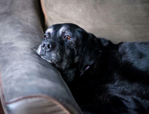 Signs Your Senior Dog has Dementia