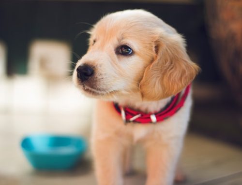 Pet Care on a Budget: Practical Tips for Affordable Pet Ownership