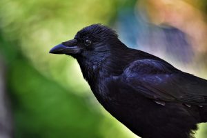 Female Crow Names