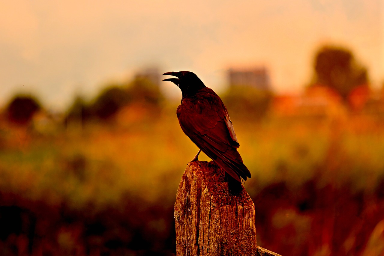 Naming Your Crow